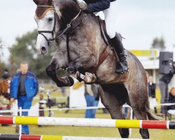 Springpferd Chairmann (Oldenburger Springpferd, 2006, von Cafe au lait 2)