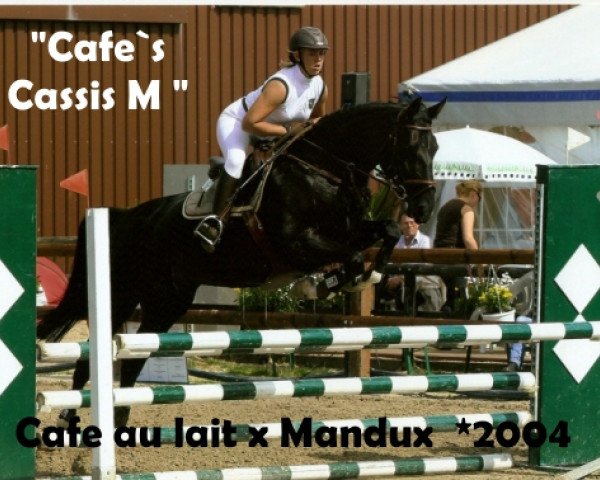 jumper Cafe's Cassis M (Oldenburg show jumper, 2004, from Cafe Au Lait)