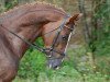 dressage horse Rubens Royal (Bavarian, 2006, from Rubicell)