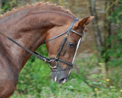 dressage horse Rubens Royal (Bavarian, 2006, from Rubicell)