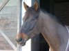 dressage horse Ravello 43 (Oldenburg, 2003, from Rapptaenzer)