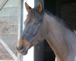 dressage horse Ravello 43 (Oldenburg, 2003, from Rapptaenzer)