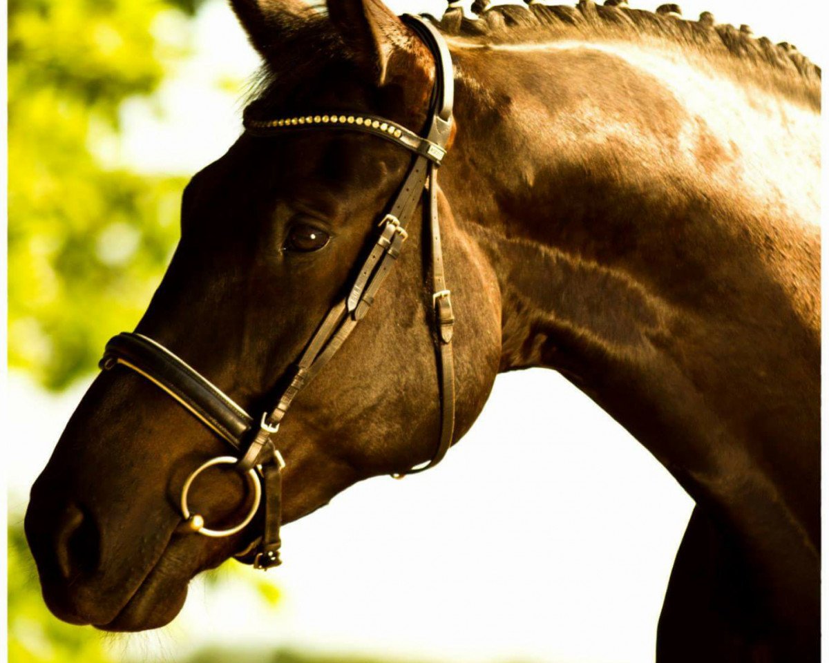 Pferd Weltino 54 (Hannoveraner, 2008, von Weltmeyer)