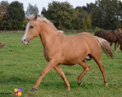 broodmare Orchid's Yentle (Dutch Pony, 2001, from Orchid's Cestanii)