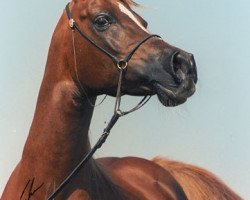 broodmare Jaszirah ox (Arabian thoroughbred, 1974, from Kaisoon 1958 EAO)