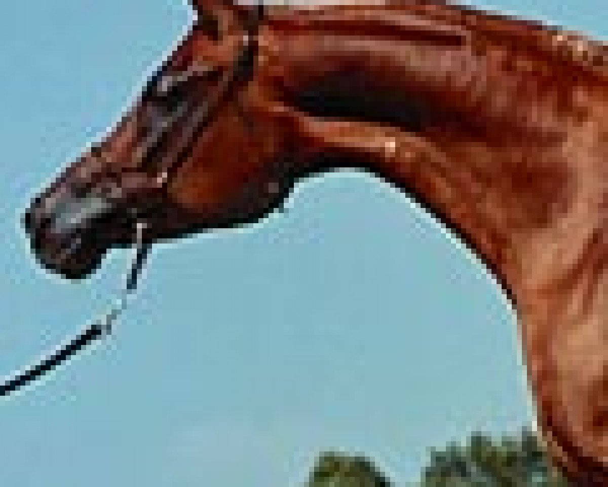 broodmare Jassrah ox (Arabian purebred, 1981, from Mansul ox)