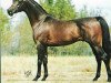 stallion Boh Bit Obask ox (Arabian thoroughbred, 1979, from Bask ox)