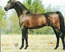 stallion Boh Bit Obask ox (Arabian thoroughbred, 1979, from Bask ox)