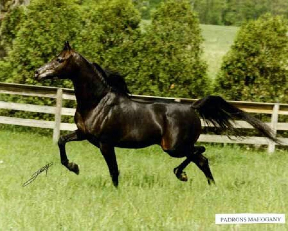 Deckhengst Padrons Mahogany ox (Vollblutaraber, 1986, von Padron 1977 ox)