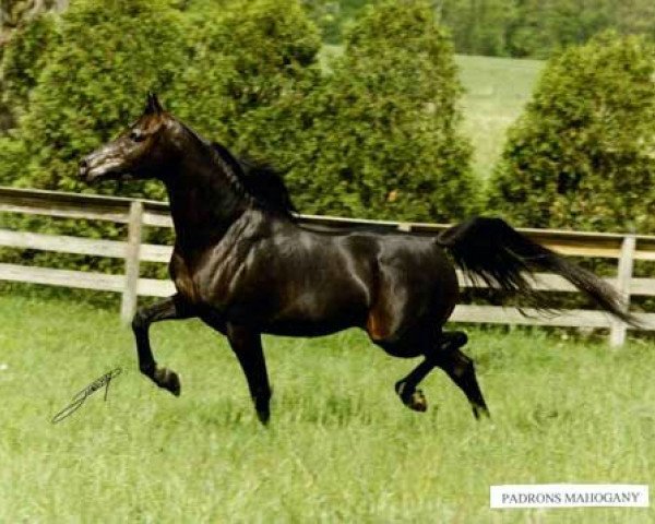 stallion Padrons Mahogany ox (Arabian thoroughbred, 1986, from Padron 1977 ox)