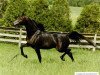 stallion Padrons Mahogany ox (Arabian thoroughbred, 1986, from Padron 1977 ox)