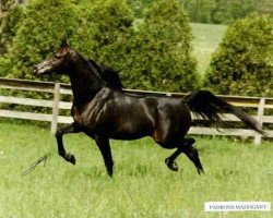 stallion Padrons Mahogany ox (Arabian thoroughbred, 1986, from Padron 1977 ox)