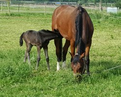 broodmare Amarie (Oldenburg, 2010, from Contendro I)