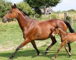 Zuchtstute Signorina P (Trakehner, 1999, von Bellheim)