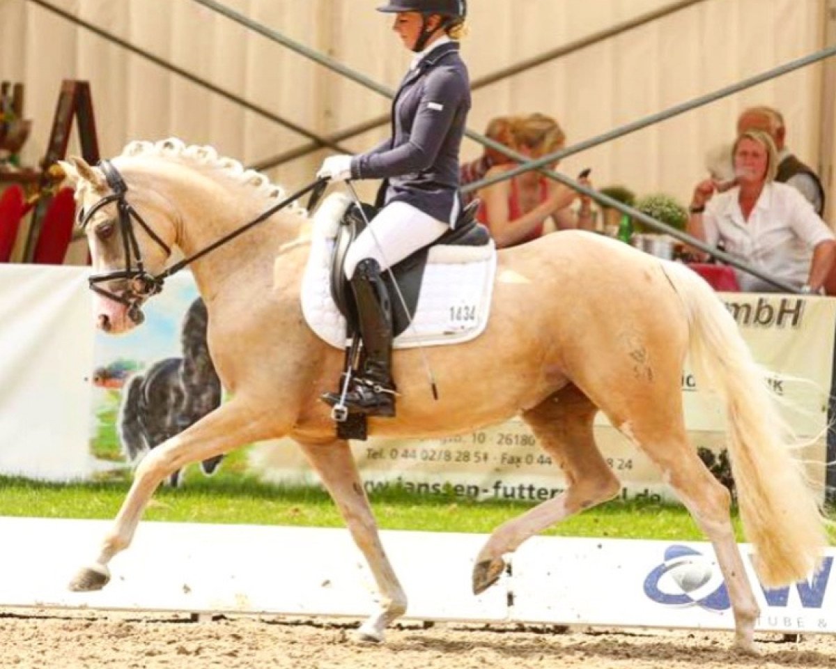 dressage horse KWD Rauschschwalbe WE (German Riding Pony, 2012, from Spring Star's Spirit)