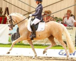 dressage horse KWD Rauschschwalbe WE (Deutsches Reitpony, 2012, from Spring Star's Spirit)