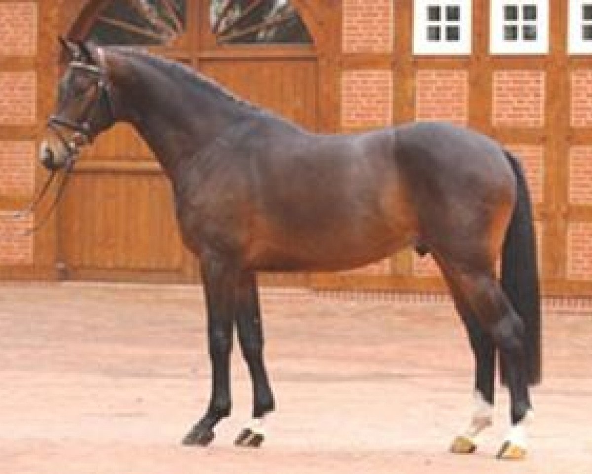 Deckhengst Balou del Sol (Oldenburger, 2003, von Balou du Rouet)