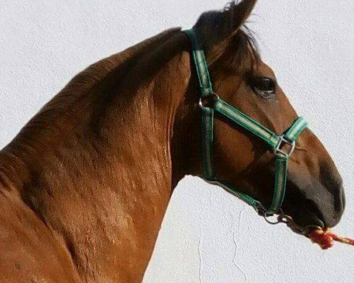 horse Chocolate. (Pura Raza Espanola (PRE), 2014)
