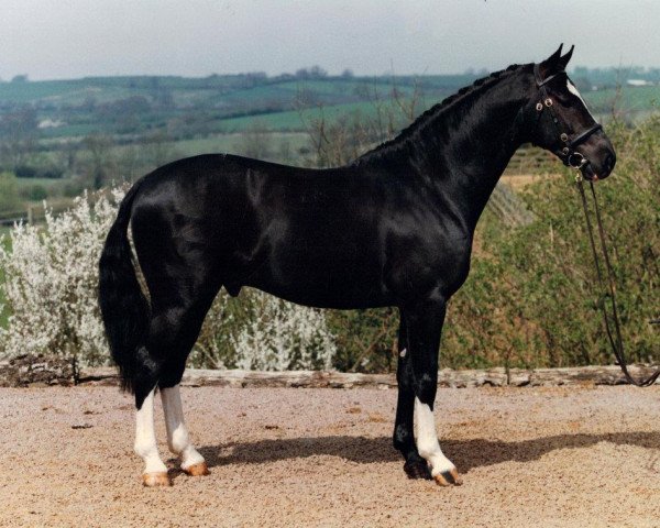 stallion Broadstone Lady's Man (British Sport Horse, 1992, from Broadstone Landmark)