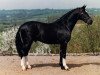 stallion Broadstone Lady's Man (British Sport Horse, 1992, from Broadstone Landmark)