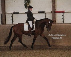 dressage horse Dream Boy VB (KWPN (Royal Dutch Sporthorse), 2013, from Davino)