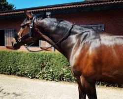 Pferd Playboy Sun (Westfale, 2008, von It's me du Mesnil)