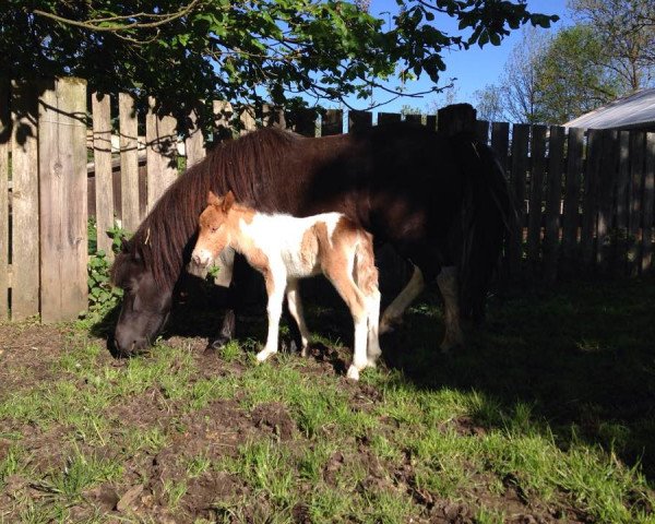 horse Finja von Bairawies (Dt.Part-bred Shetland pony, 2017, from Isarons Rock'n Roll)