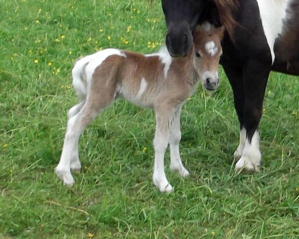 Zuchtstute Isarons Jacky Rock's Girl (Dt.Part-bred Shetland Pony, 2017, von Isarons Rock'n Roll)