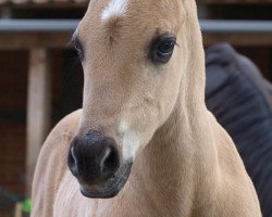 stallion Hayat C Corazón (Quarab, 2017, from BPR Crystal Dear Chex)