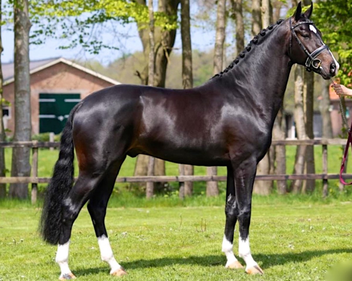 Deckhengst James Bond (KWPN (Niederländisches Warmblut), 2014, von Desperado)