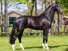 stallion James Bond (KWPN (Royal Dutch Sporthorse), 2014, from Desperado)