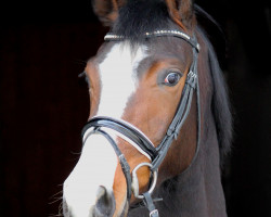 dressage horse Free Bee L (Oldenburg, 2014, from Follow Me OLD)