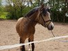 dressage horse Gründleinshofs Cadillac (German Riding Pony, 2014, from Cartier de Deluxe)