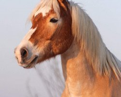 Pferd Natcho 6 (Haflinger, 2001, von Niclas (6,25% ox))