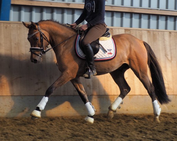 dressage horse Cocktail Cream (German Riding Pony, 2014, from Coke saint of the Life)