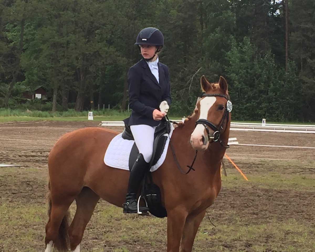 Dressurpferd Merle WK (Deutsches Reitpony, 2009, von Cheval D'Ore)