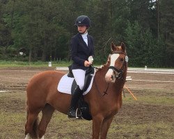 Dressurpferd Merle WK (Deutsches Reitpony, 2009, von Cheval D'Ore)