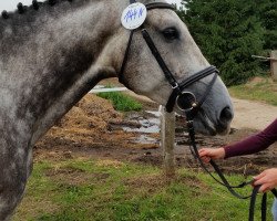 broodmare Ceyra (Holsteiner, 2010, from Cassito)