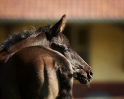 dressage horse Dante... (Oldenburg, 2017, from Dante Weltino Old)