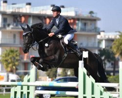 jumper True Grit 4 (Irish Sport Horse, 2011, from Sir Shutterfly)