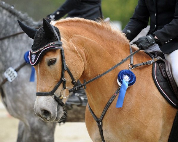 Zuchtstute Adler's Lady (Haflinger, 2004, von Adler)