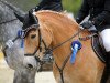 broodmare Adler's Lady (Haflinger, 2004, from Adler)