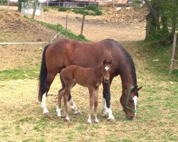 broodmare Contiki (Oldenburg, 2003, from Cabardino N)