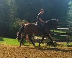 broodmare Canberra (Austrian Warmblood, 2012, from Lifestyle)