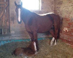 broodmare Galina (Hanoverian, 2000, from Galvano)