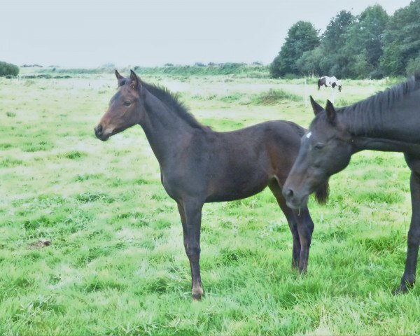 horse Comtess (German Riding Pony, 2016, from Lady's Wise Guy)