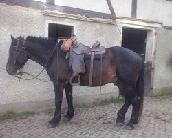 horse Cisco (Argentinian horse,  )