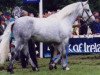 Deckhengst Earl of Castlefrench (Connemara-Pony, 1989, von New Emperor)