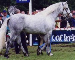 Deckhengst Earl of Castlefrench (Connemara-Pony, 1989, von New Emperor)