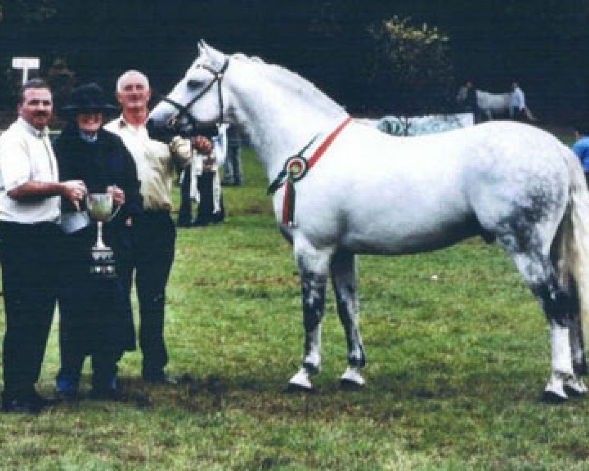 Deckhengst Tulira Robuck (Connemara-Pony, 1995, von Earl of Castlefrench)